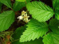 Stone Bramble Rubus saxatilis